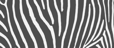 animal skin pattern. Zebra texture. illustration vector