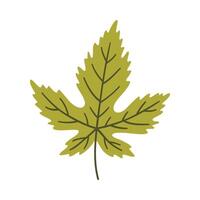 Maple leaf in light green color. One element isolated on white. Spring, summer or autumn background, illustration vector