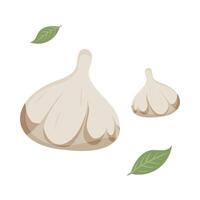 Two garlic cloves and green leaves create a simple culinary illustration. vector