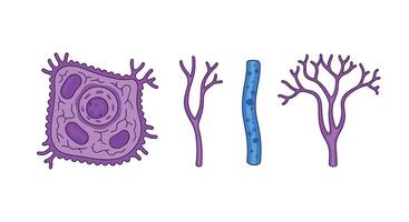 Exploring the Intricate World of Tissues Unraveling the Secrets Within Our Bodies Health vector