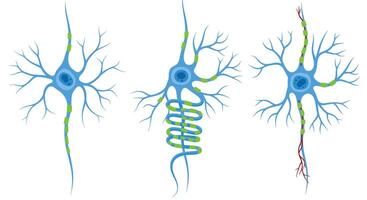 A Close Look at Neurons and Their Processes in Detail and Explanation vector