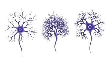 Understanding Neurons The Building Blocks of The Human Nervous System and Brain Cells vector