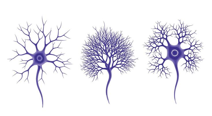 Understanding Neurons The Building Blocks of The Human Nervous System and Brain Cells