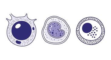 A Study of White Blood Cells Immune System Components Involved in Infection Control vector