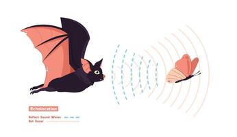 Echolocation illustration, Bats emit high frequency sounds to prey and analyze the returning echoes to navigate vector