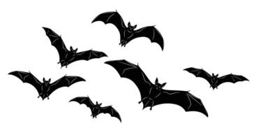 A Comprehensive Look at the Characteristics and Behaviors of Various Bat Species Worldwide vector