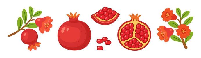 Pomegranate set, whole and half fruits with seeds, branches, green leaves, pomegranate flowers. flat style, isolated icons. For digital and print projects, packaging, cards, botanical posters vector