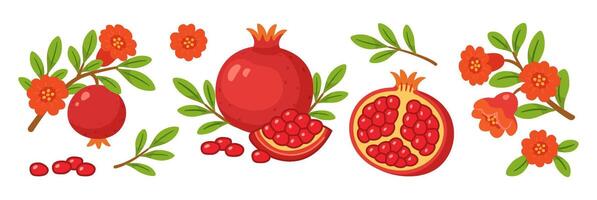 Pomegranate set, whole and half fruits with seeds, branches, green leaves, pomegranate flowers. flat style, isolated icons. For packaging, digital and print projects, greeting cards, botanical posters vector