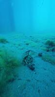 The crab attacks and running on sandy sea video