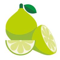 Whole lime with leaves, lime slice and cut lime. Organic fruits for lemonade juice or vitamin C healthy food. vector