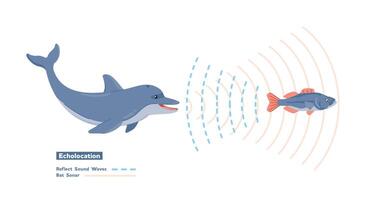 Illustration of echolocation, dolphins emit high frequency sounds to prey and analyze the returning echoes to navigate. vector
