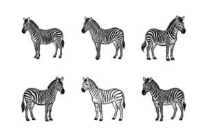 Set of African zebra side and front view icon silhouette design white background vector