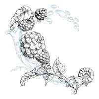Raspberry flying in water splash leaves flowers, wet moist dew drops, fresh ripe garden berries dewberry cloudberry mulberry loganberry. Isolated illustration hand drawn in ink. Drinks grocery vector