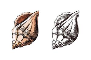 Hand drawn vintage sketch of spiral sea shell in pastel peach tones with monochrome version, illustration vector