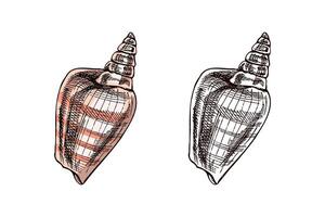 Hand drawn vintage sketch of spiral conical seashell in pastel pink color with monochrome version, isolated illustration vector