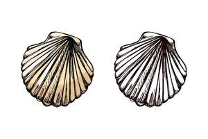 Hand drawn vintage sketch of fan seashell in pastel beige color with monochrome version, isolated illustration vector