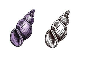 Hand drawn vintage sketch of spiral sea shell in soft purple color with monochrome version, isolated illustration vector
