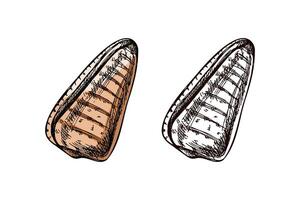 Hand drawn vintage sketch of long spiral sea shell in soft orange color with monochrome version, isolated illustration vector