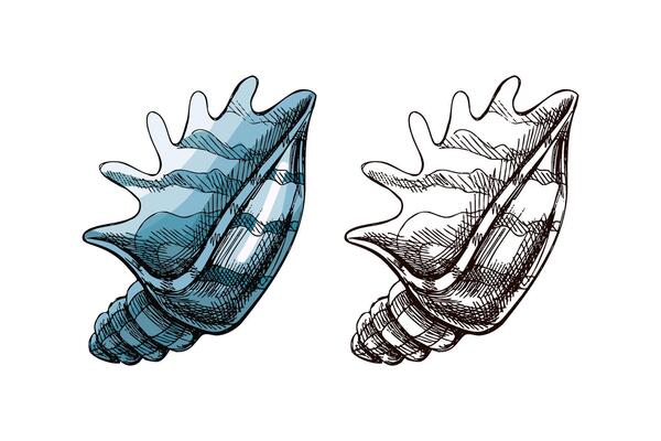 Hand drawn vintage sketch of decorative sea shell in pastel blue color with monochrome version, isolated illustration
