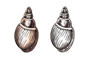 Hand drawn vintage sketch of oval spiral seashell in pastel beige color with monochrome version, isolated illustration vector