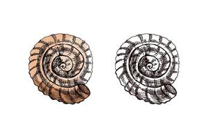 Hand drawn vintage sketch of spiral flat seashell in pastel brown color with monochrome version, isolated illustration vector