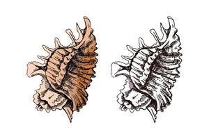 Hand drawn vintage sketch of spiky marine shell in pastel brown color with monochrome version, isolated illustration vector
