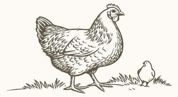 Hen and Chick Illustration Vintage Style Farm Animal Drawing vector