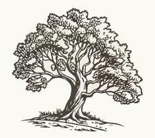 Hand drawn illustration of a large, old tree vector