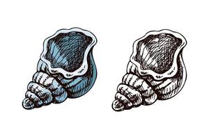 Hand drawn vintage sketch of conch seashell in soft blue color, color and monochrome set, isolated illustration vector