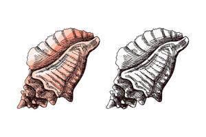 Hand drawn vintage sketch of ocean conch shell in soft coral color, color and monochrome set, isolated illustration vector
