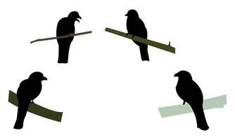 Amazonian trogon bird Silhouette Collection vector