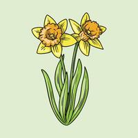 Illustration of Two Yellow Daffodils in Bloom vector