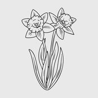 Line Art of Two Daffodils in Bloom vector