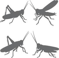 Four Gray Grasshopper Silhouettes Facing Each Other in Pairs on White Background Detailed Insect Illustration vector