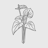 Anthurium Line Art A Detailed Botanical Illustration vector