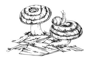 Lactarius milk-cap russula striped mushroom fungus on bark, moss lichen growth, snail on cap. Nature illustration hand drawn in ink. Autumn forest floor ecosystem, biodiversity habitat scene vector