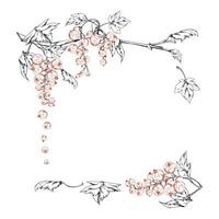 Currant gooseberry with green leaves hand drawn in ink, garden berry hanging on branches in group clusters. Isolated square corner frame. Craft eco cosmetics, aroma candles, jam jar food labels vector