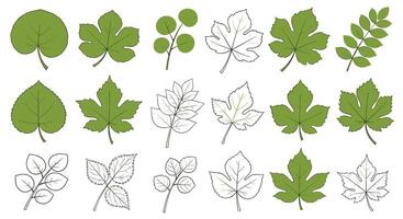 Diverse Array of Green Botanical Leaves And Natural Foliage Illustrations For Graphic Design vector