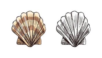 Hand drawn vintage sketch of scallop seashell with striped beige color version and monochrome outline, illustration set vector