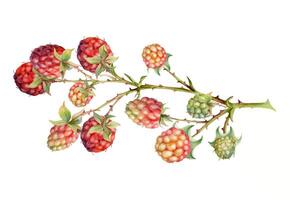 Raspberry hanging on thorny spiked branch, ripe garden berry dewberry mulberry loganberry hand drawn in watercolor. Isolated botanical illustration. Home preserves, cookbook, grocery store stationery vector
