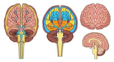 Anatomy Of The Brain Human Nervous System Cerebrum Hemispheres Lobe Structure vector
