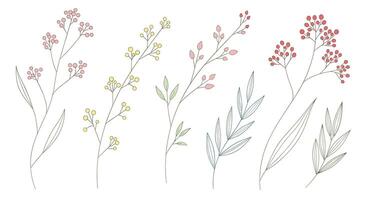 Delicate Floral Illustrations A Collection of Elegant Botanical Elements for Various Design Projects vector