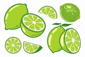 Fresh Limes Whole, Sliced, and Halved Illustration vector