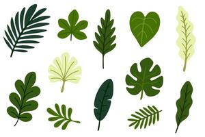 Collection of tropical leaves in various shapes and shades of green. Great for botanical projects, nature designs and jungle-themed illustrations vector