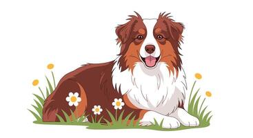 Everything You Need To Know About Choosing the Right Australian Shepherd Dog Breed vector