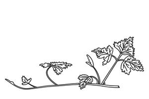 Line art botanical grapevine isolated on white background. Hand drawn outline vine plant with long stem and leaves illustration. Graphic design element for Birthday Wedding Greeting Card Flyer vector
