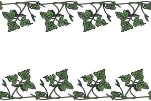 Botanical floral horizontal border with grapevine isolated on white background. Hand drawn vine plant with long stem and green leaves illustration. Graphic design element for Banner Birthday Wedding vector