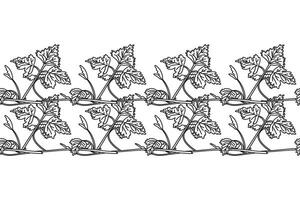 Line art botanical floral horizontal border with grapevine isolated on white background. Hand drawn outline vine plant with long stem and leaves illustration.Graphic design element for Birthday vector