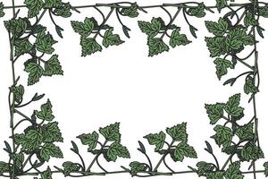 Botanical floral frame with grapevine isolated on white background. Hand drawn vine plant with long stem and green leaves illustration. Graphic design element for Birthday Wedding Greeting Card vector