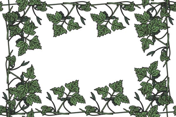 Botanical floral frame with grapevine isolated on white background. Hand drawn vine plant with long stem and green leaves illustration. Graphic design element for Birthday Wedding Greeting Card
